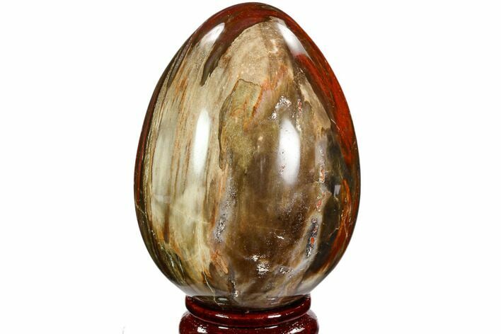Colorful, Polished Petrified Wood Egg - Triassic #107390
